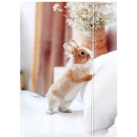 Teczka z gumk A4 KRLIK 559727 STARPAK