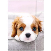 Teczka z gumk A4 PIESKI 559719 STARPAK