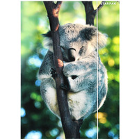Teczka z gumk A4 WILD ANIMAL KOALA 559730 STARPAK